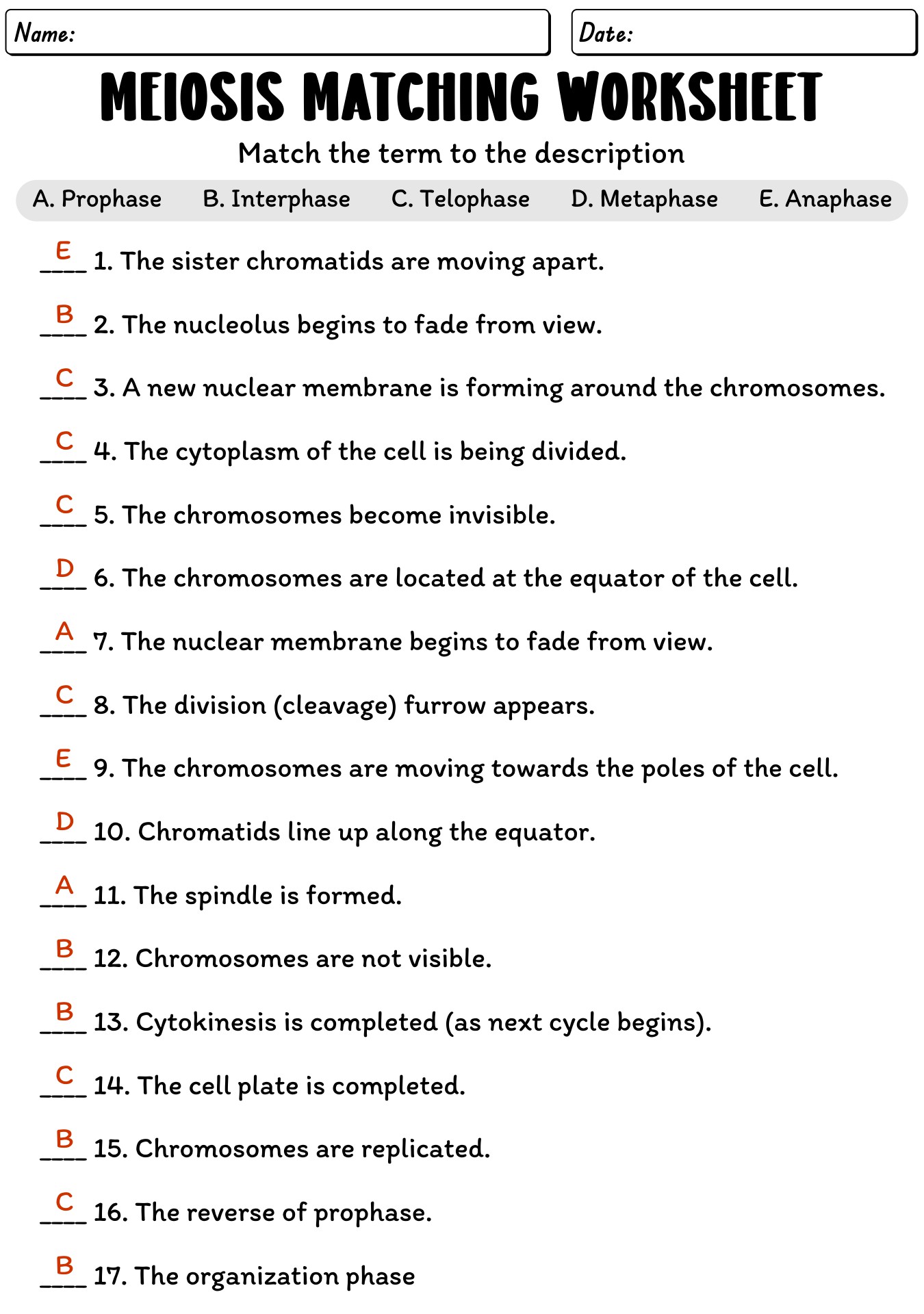 Meiosis Worksheet Answer Key Biology