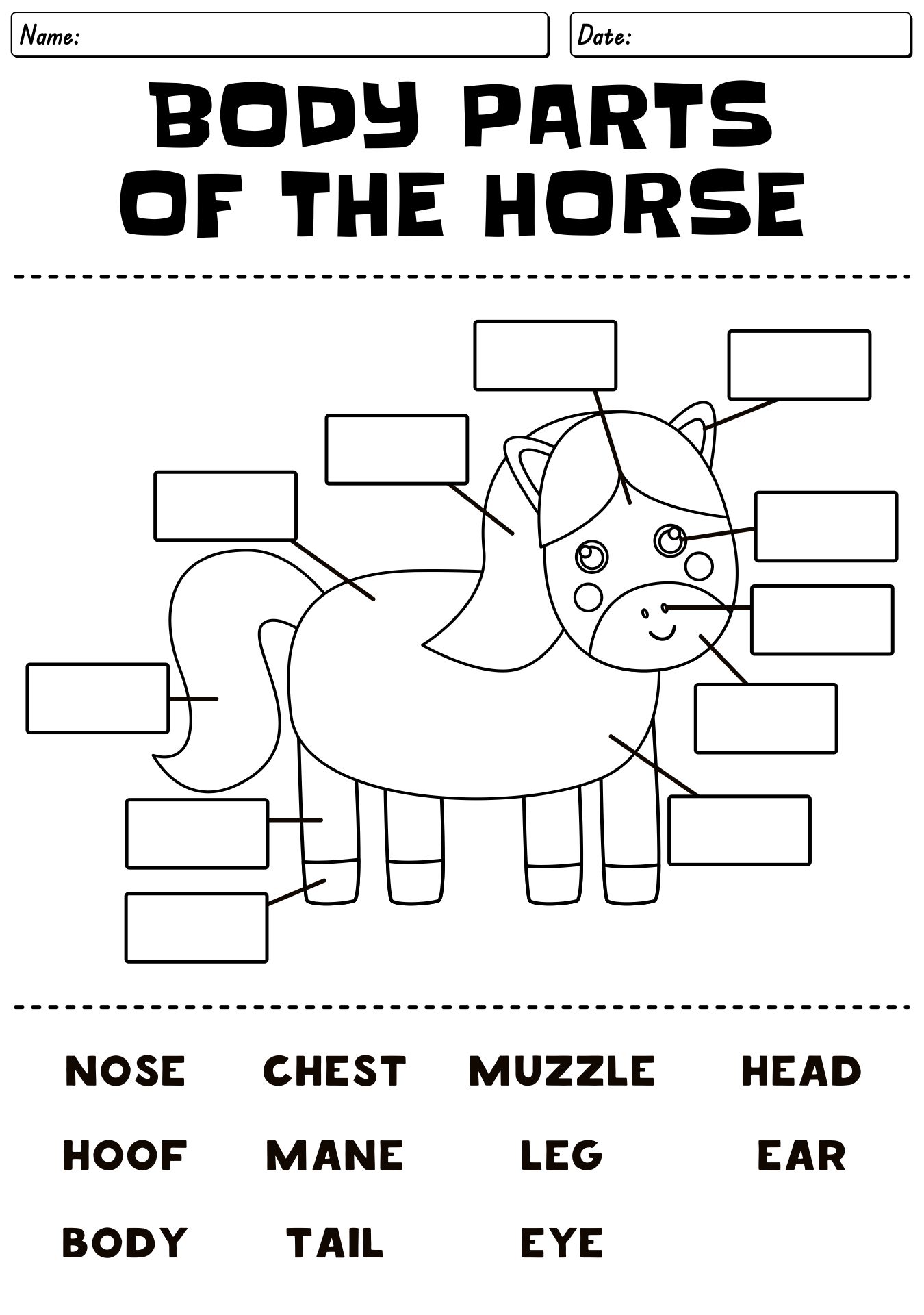 Anatomy of the Horse Worksheet