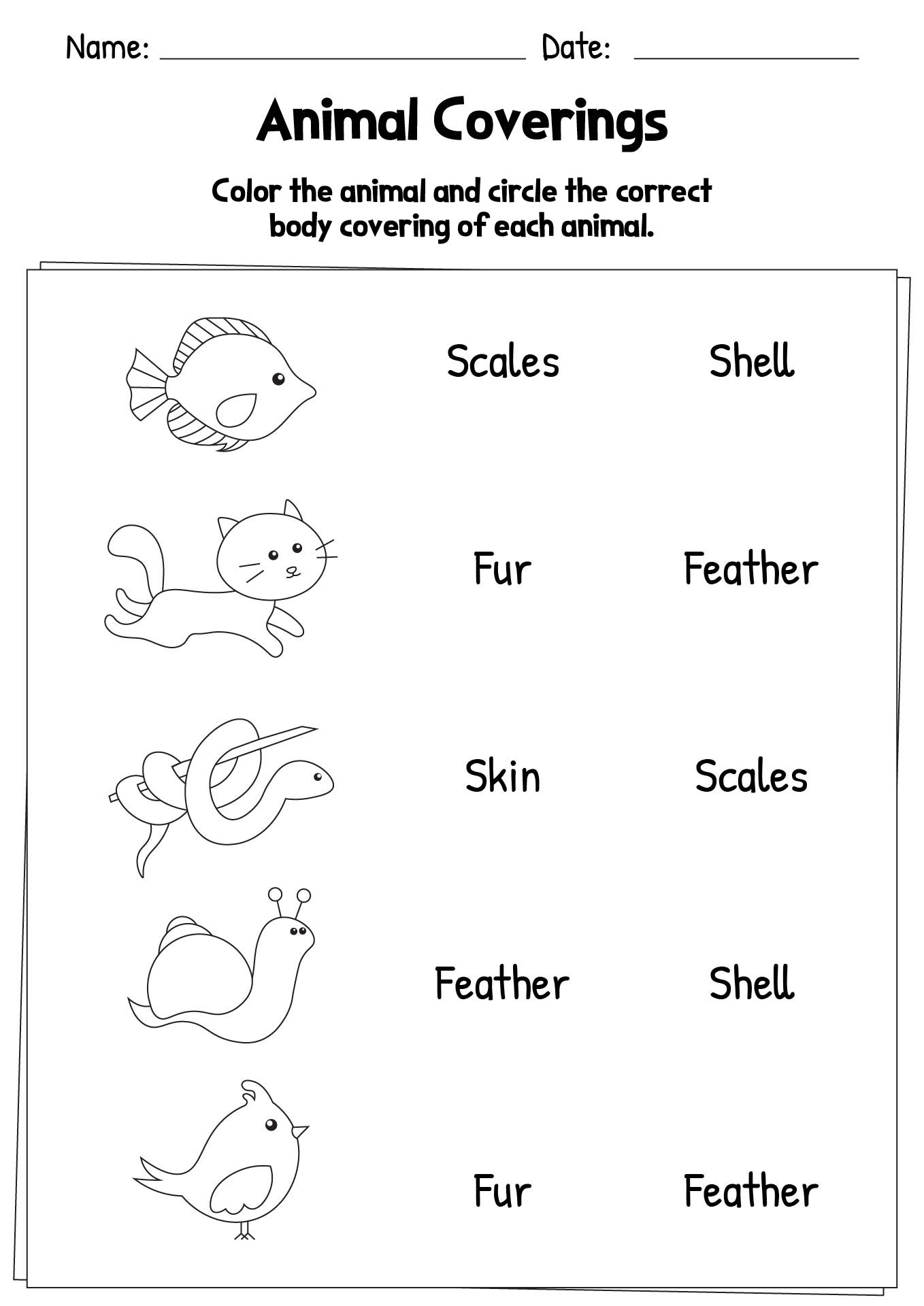 Animal Coverings Worksheets Learning