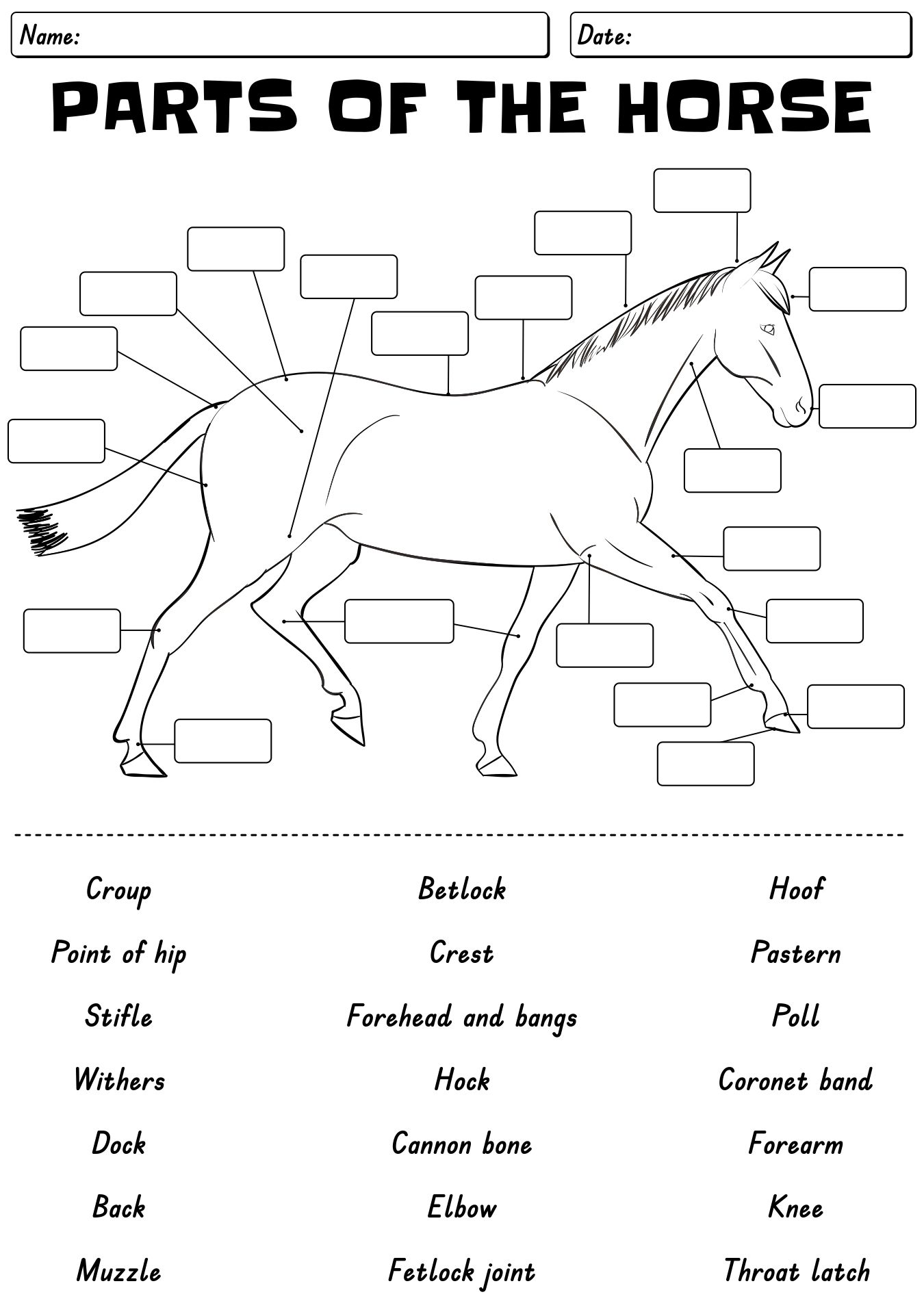 Horse Identification Points Worksheet