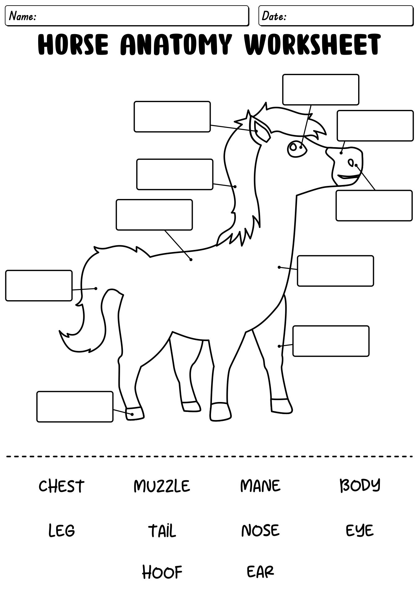 Learning Horse Anatomy Worksheet