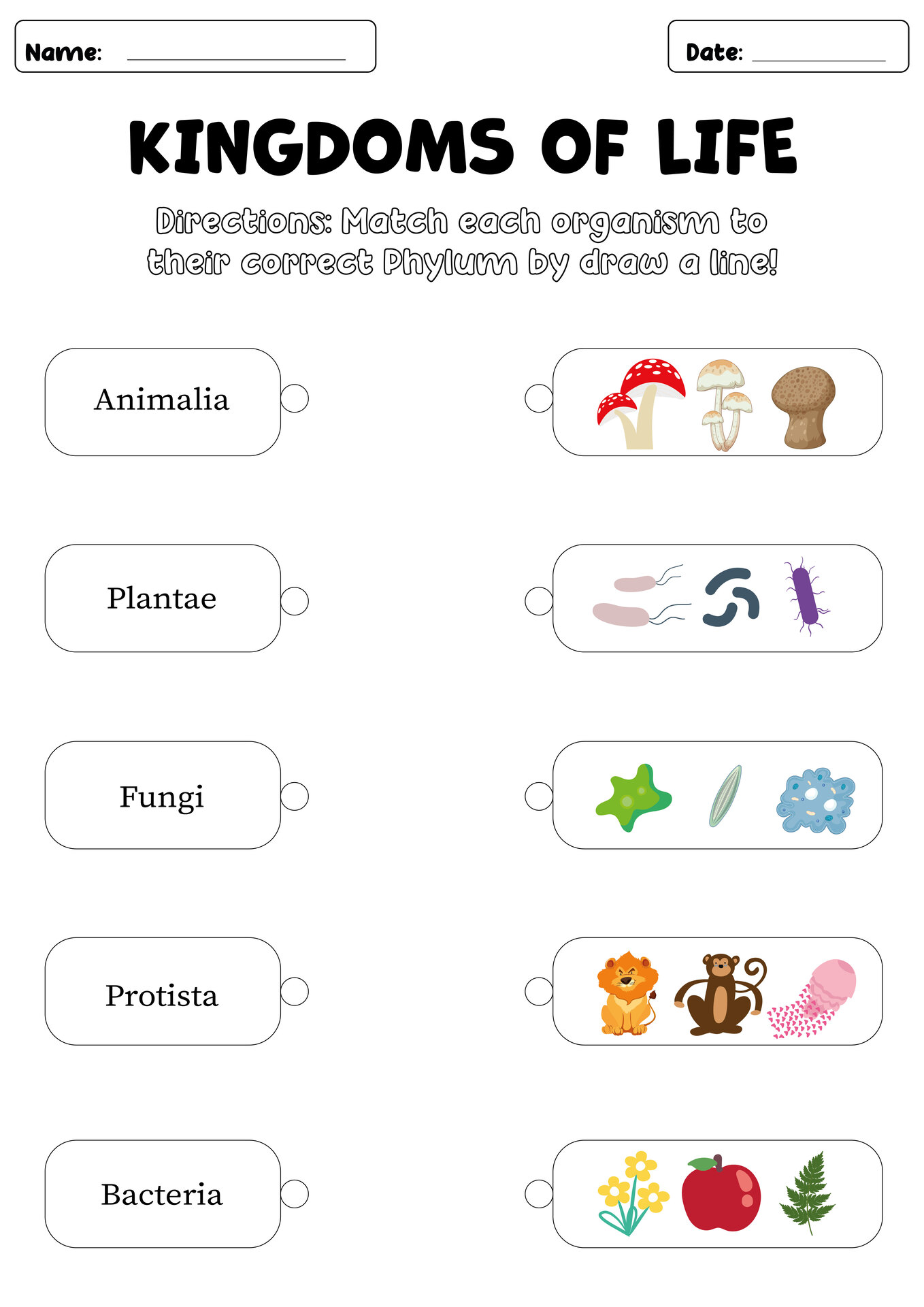 Kingdoms of Life Worksheet