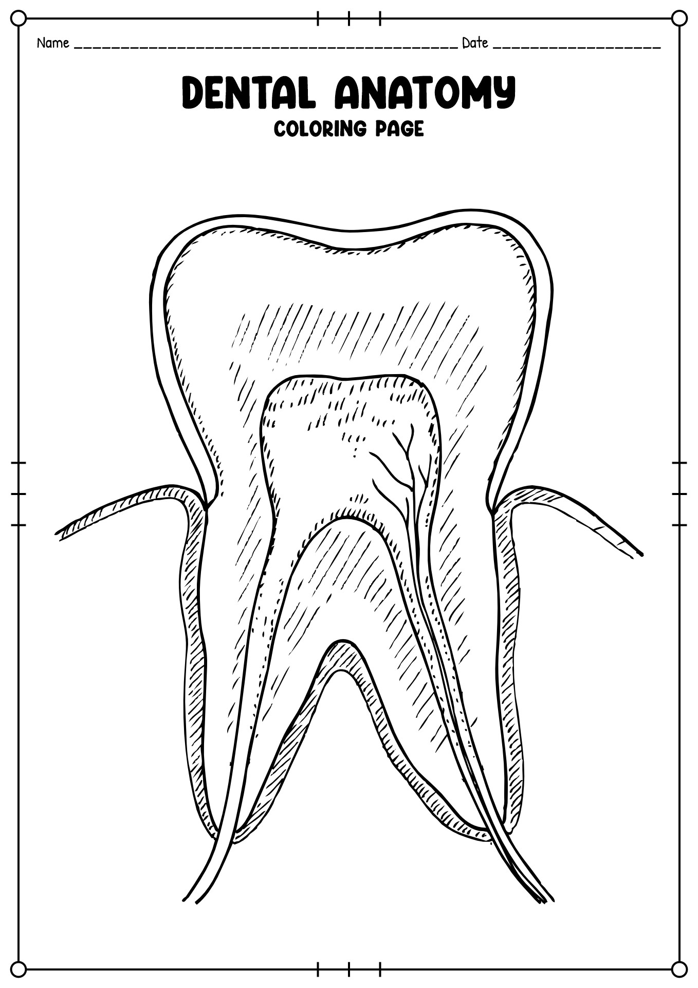 Dental Anatomy Coloring Pages for Students