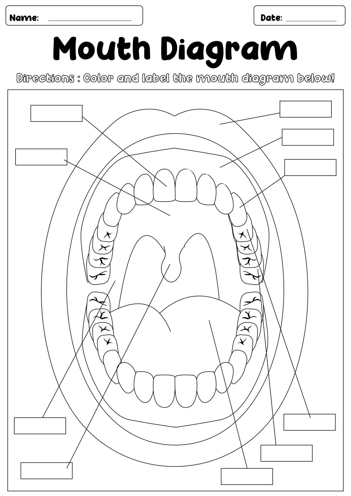 Dental and Oral Anatomy Coloring Worksheets