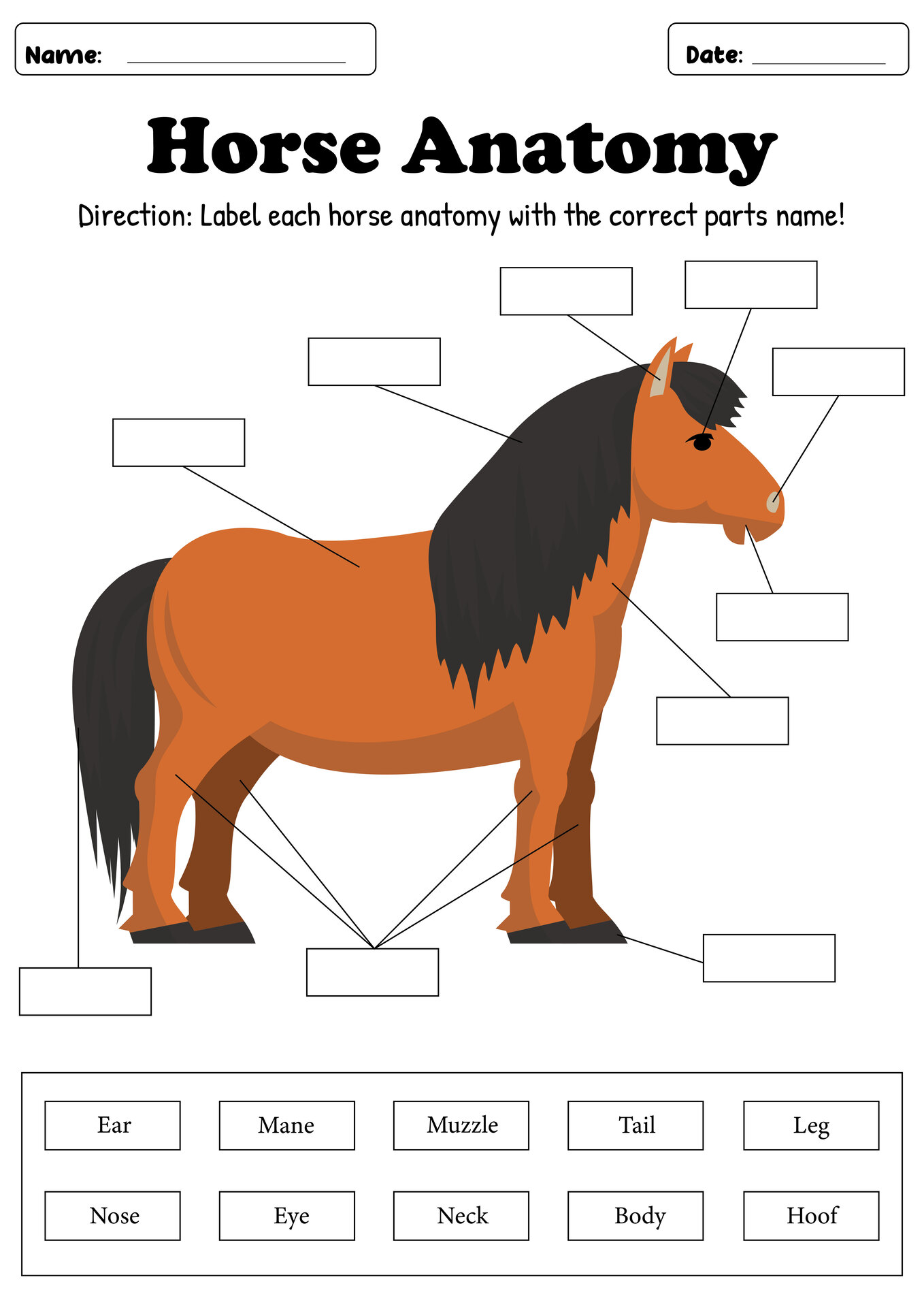 Horse Anatomy Labeling Worksheet