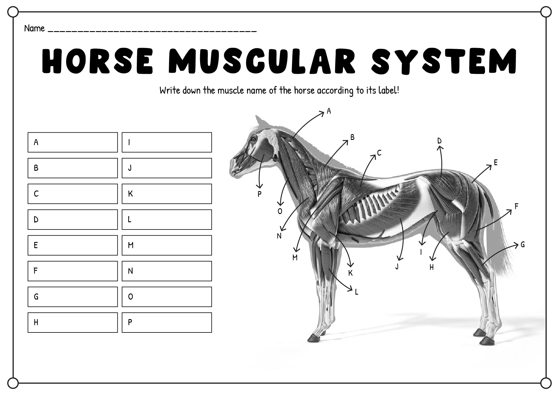 Horse Muscular System Worksheets Printable