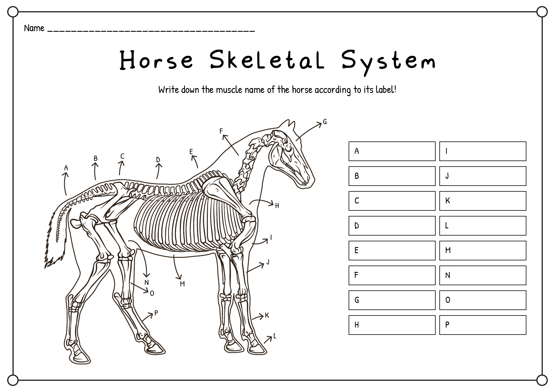 Horse Skeletal System Worksheets Printable