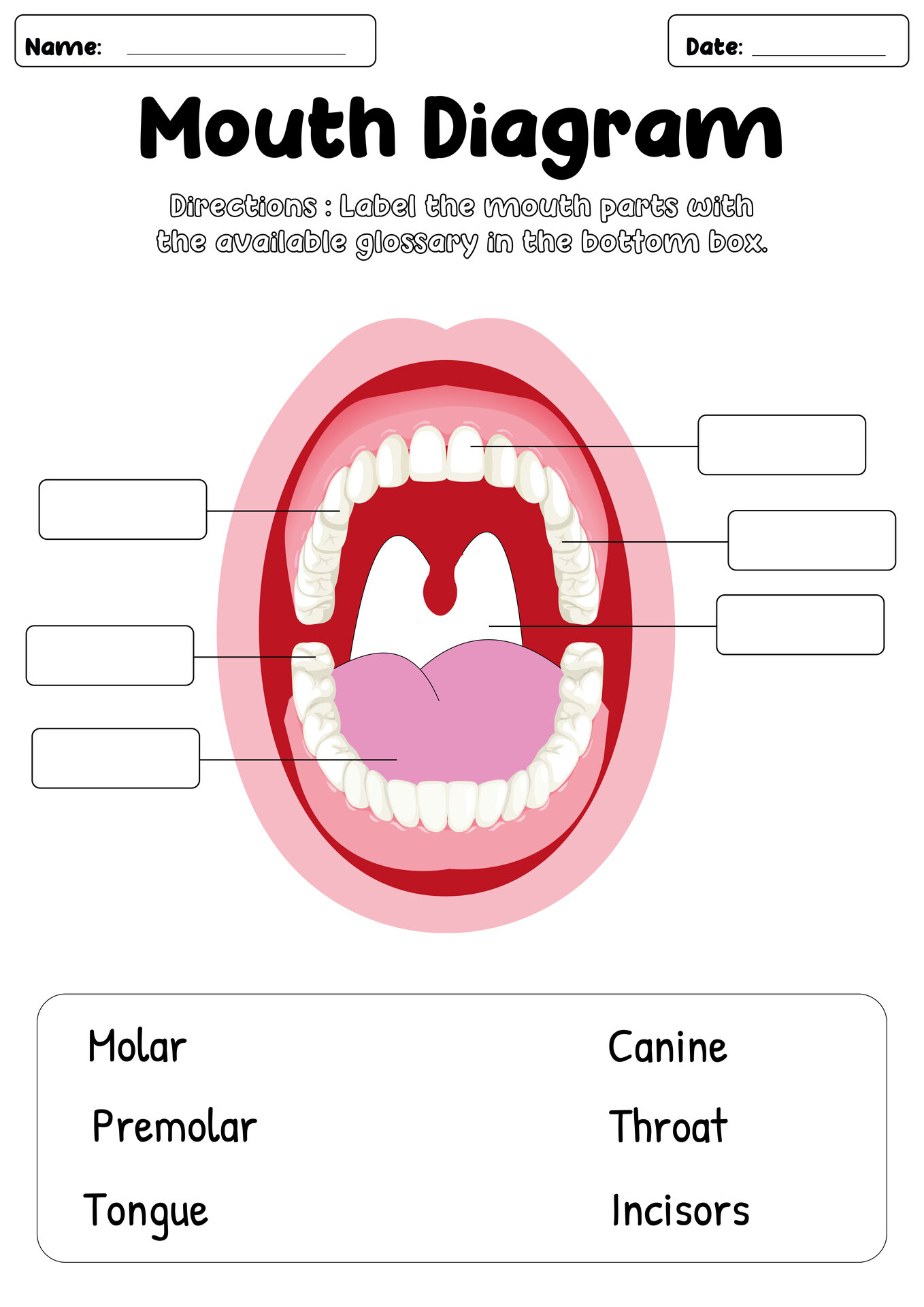 Human Mouth Anatomy Labeling Worksheet