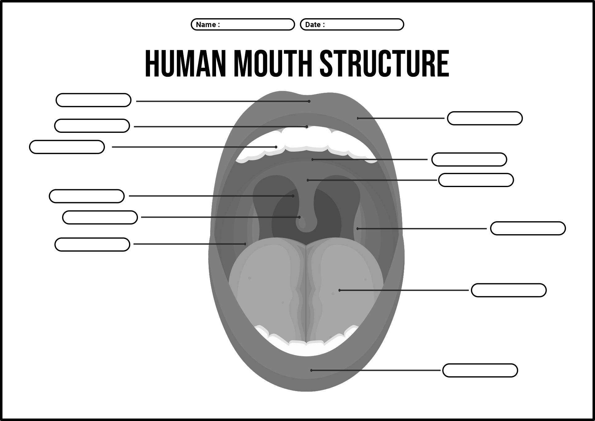 Human Mouth Structure Activity Sheets