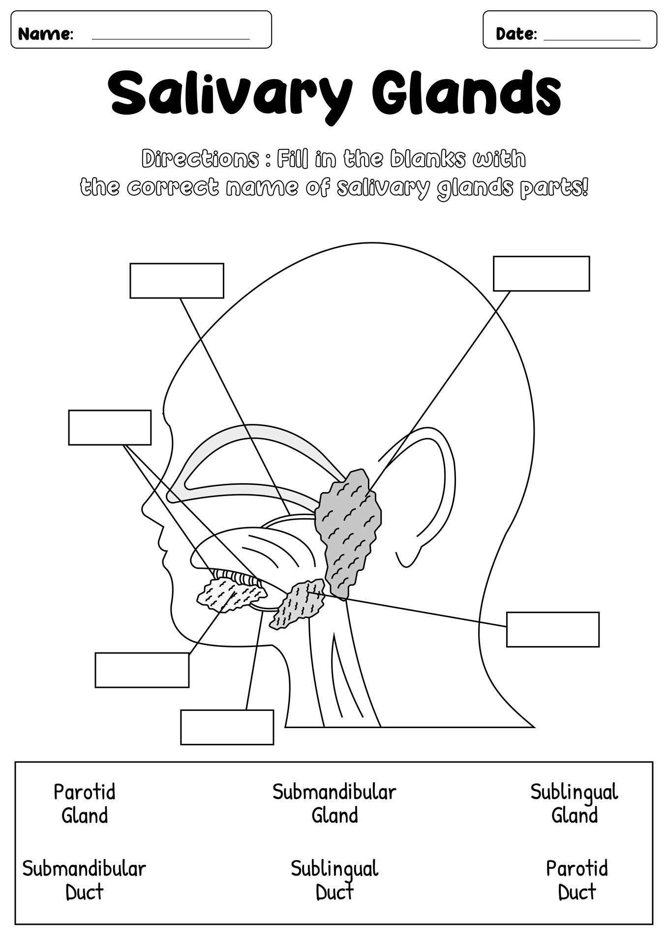 Salivary Glands Anatomy Worksheets