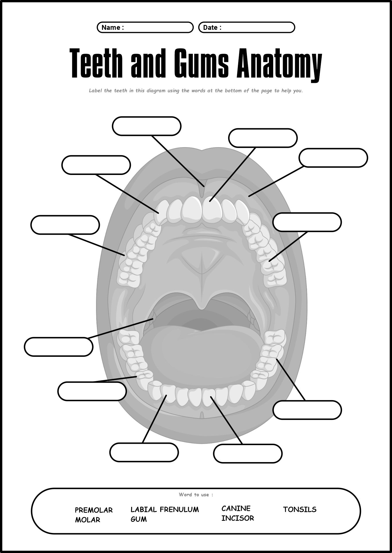 Teeth and Gums Anatomy Practice Sheets