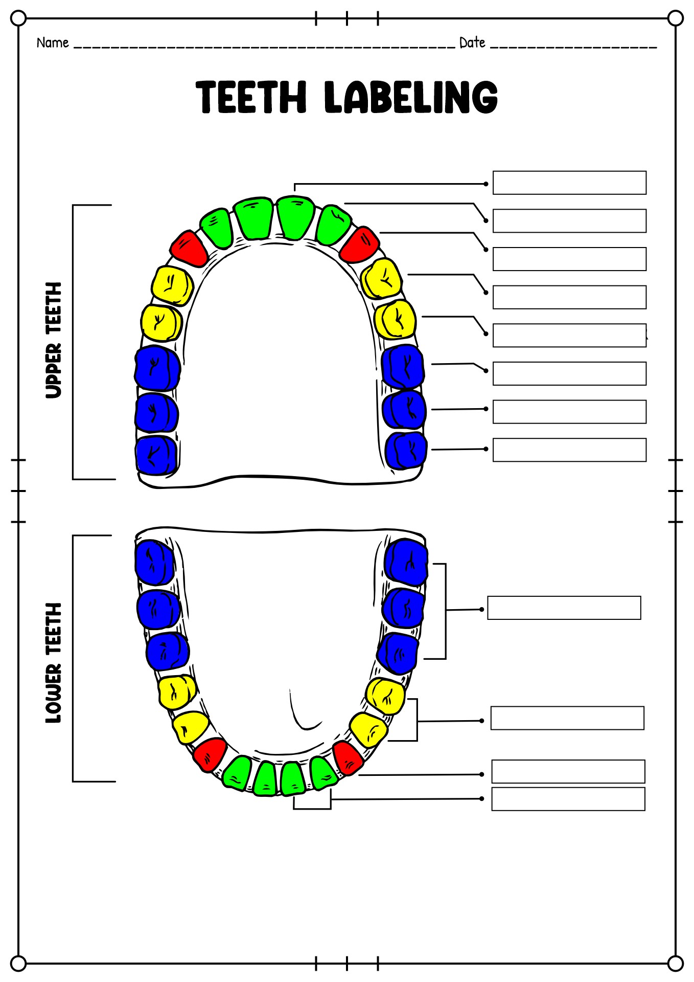 Teeth and Gums Identification Worksheets