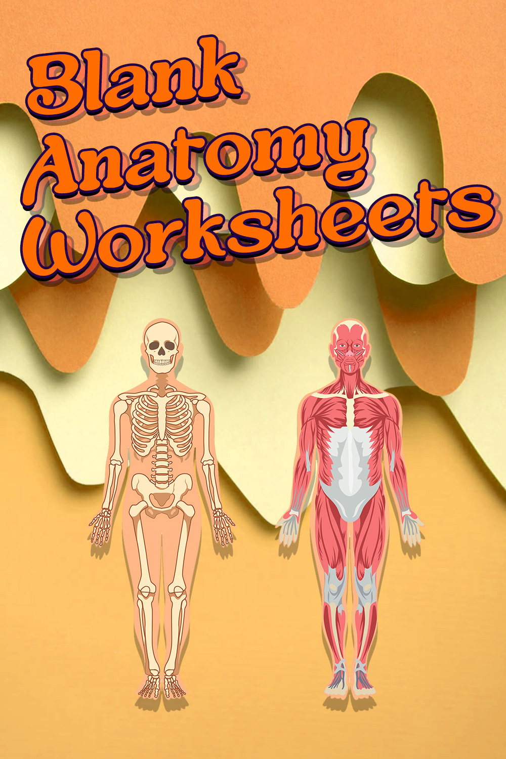 12 Blank Anatomy Worksheets Worksheeto