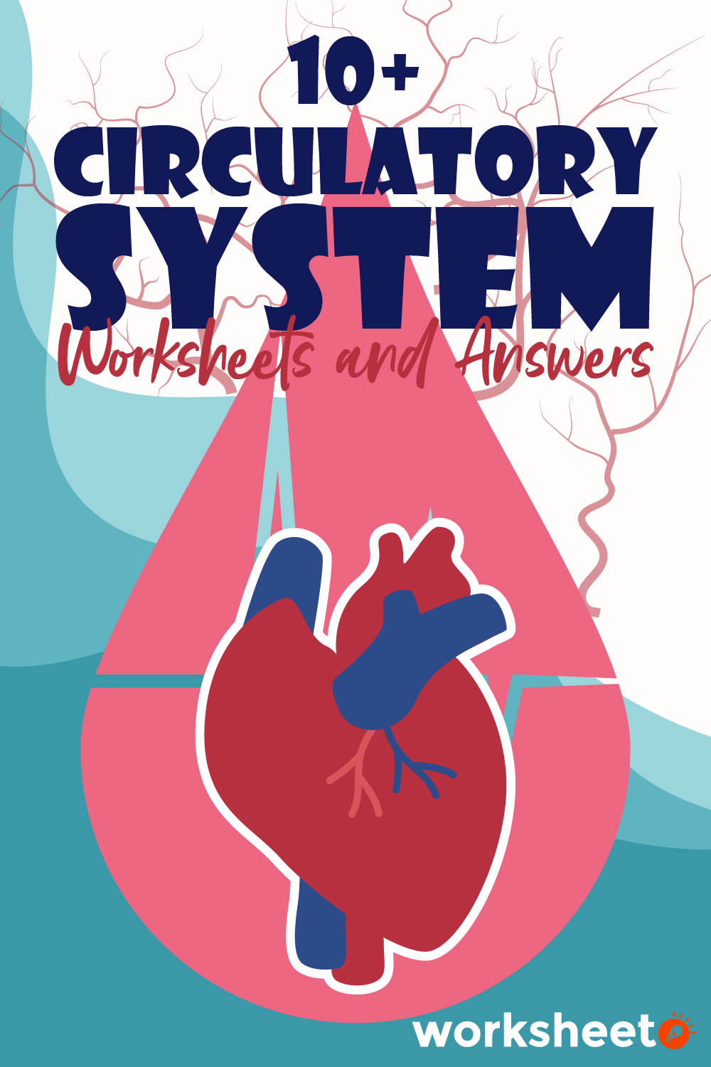 Circulatory System Worksheets and Answers