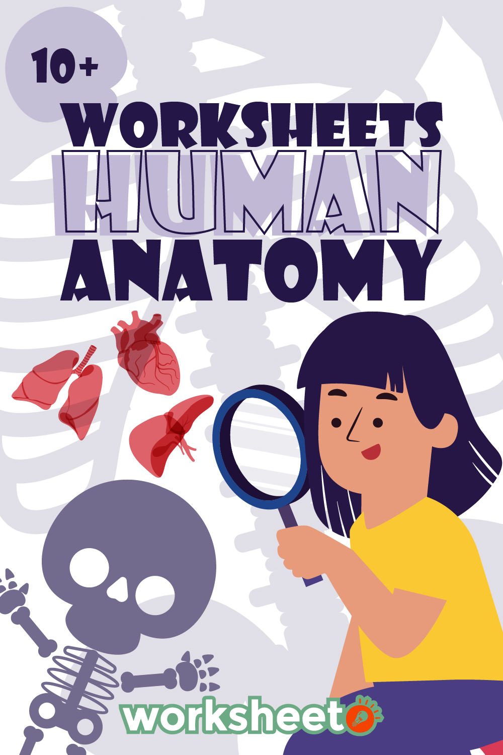 Worksheets Human Anatomy