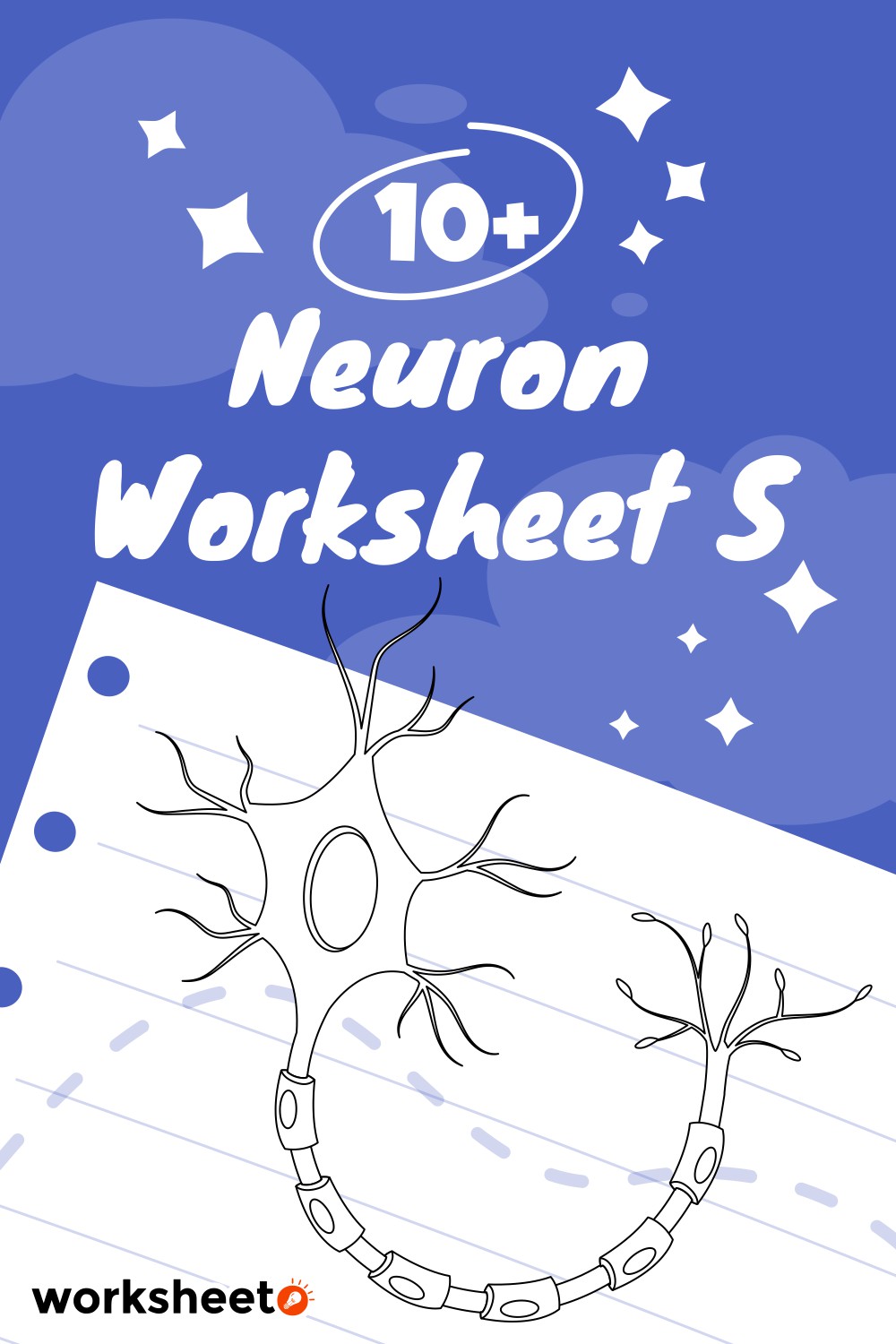 Neuron Worksheet S