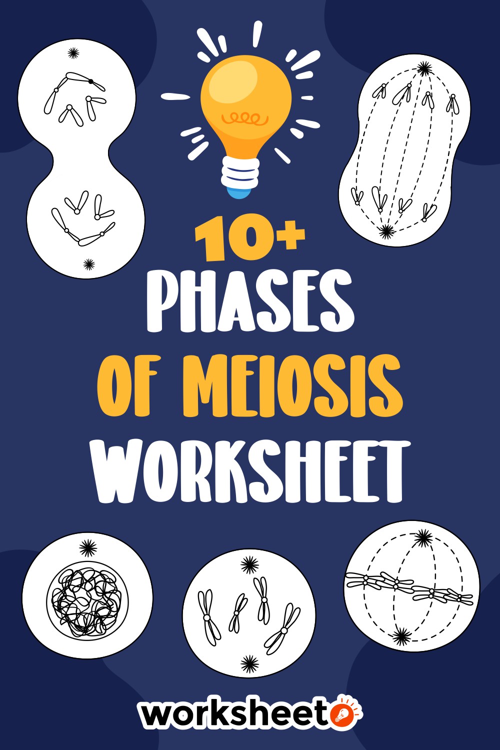 Phases of Meiosis Worksheet