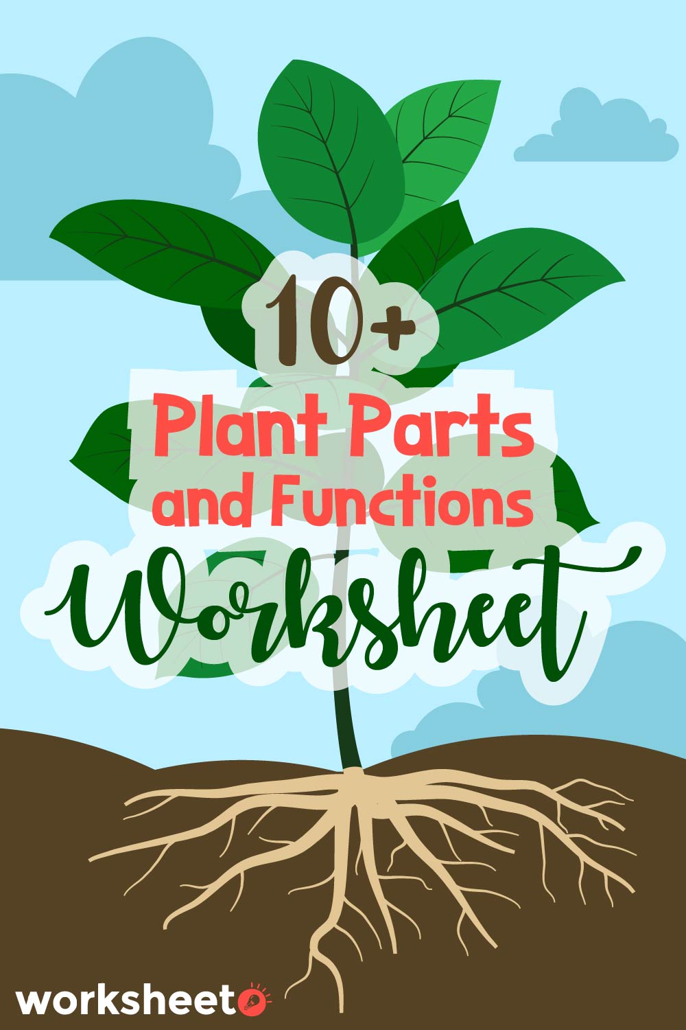 Plant Parts and Functions Worksheet