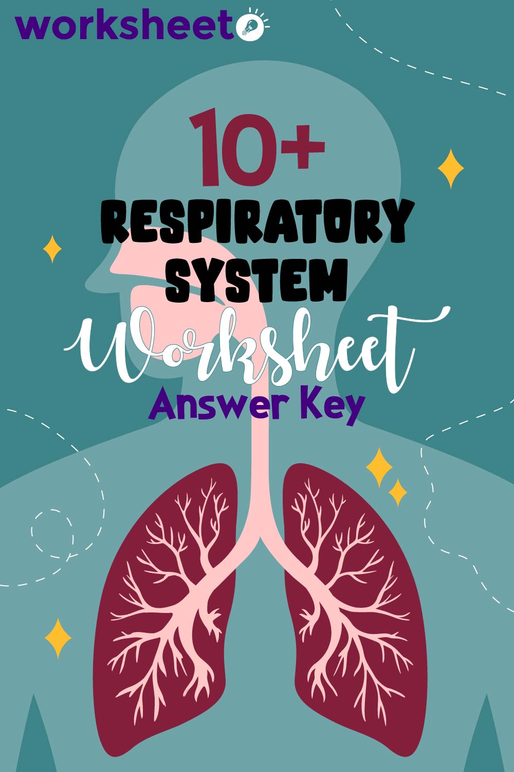 13 Images of Respiratory System Worksheet Answer Key