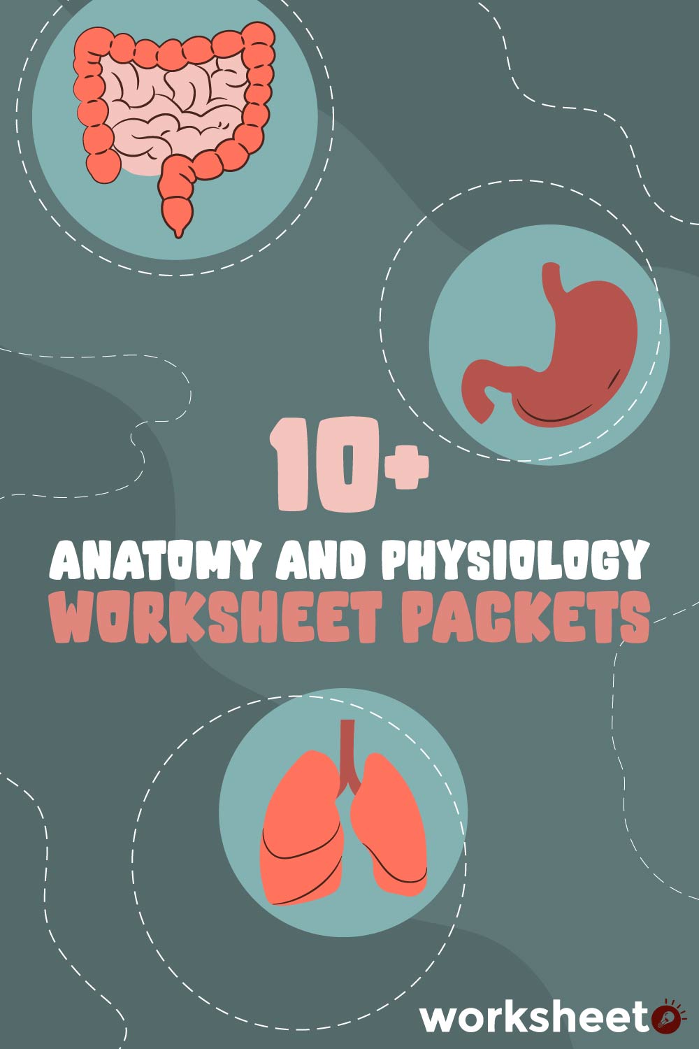 16 Images of Anatomy And Physiology Worksheet Packets