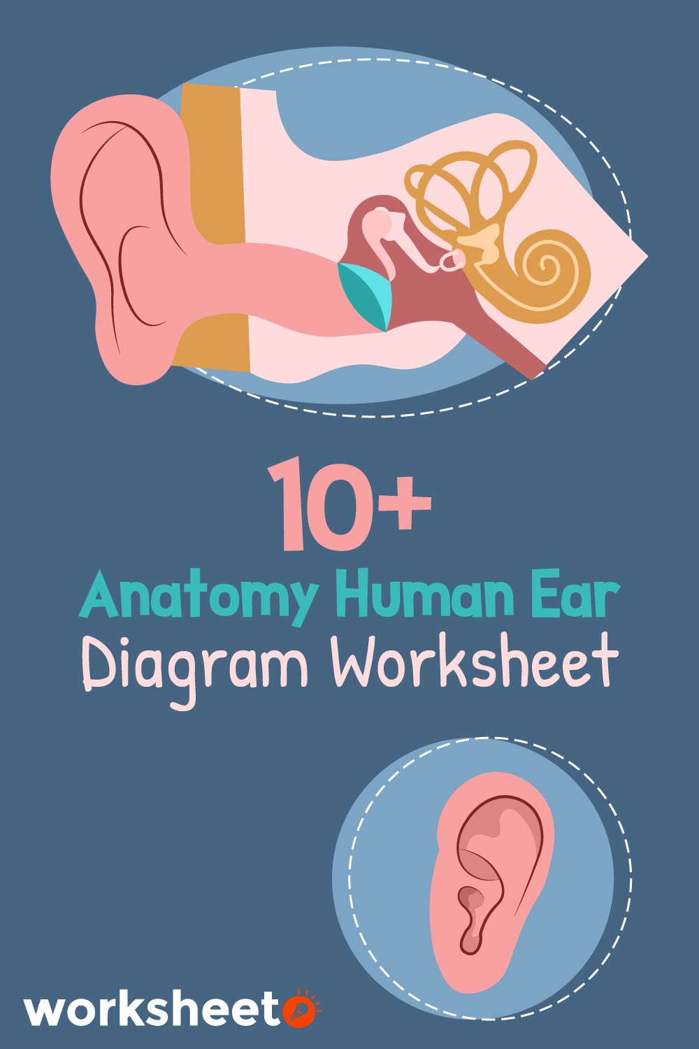 Anatomy Human Ear Diagram Worksheet