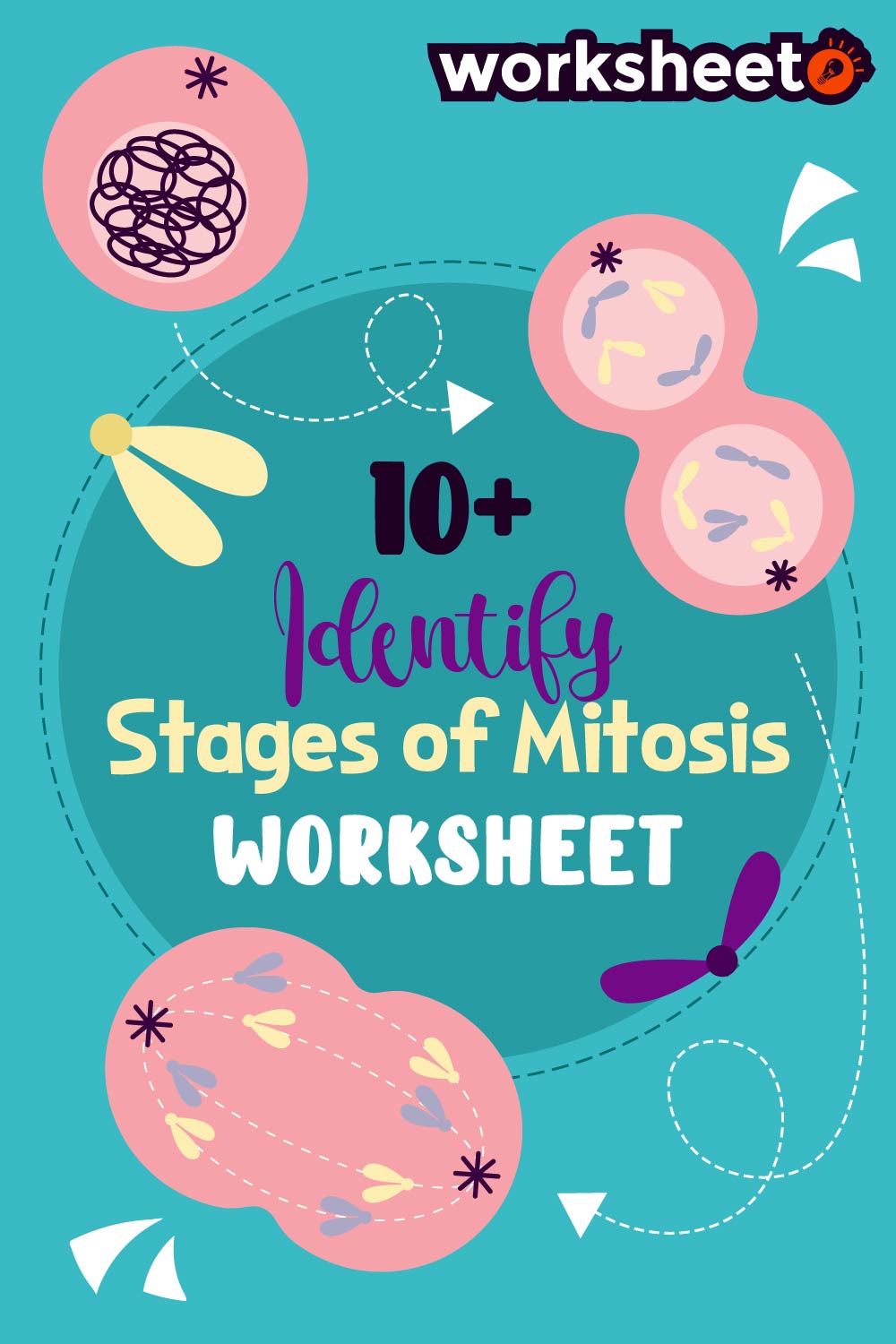 13 Images of Identify Stages Of Mitosis Worksheet