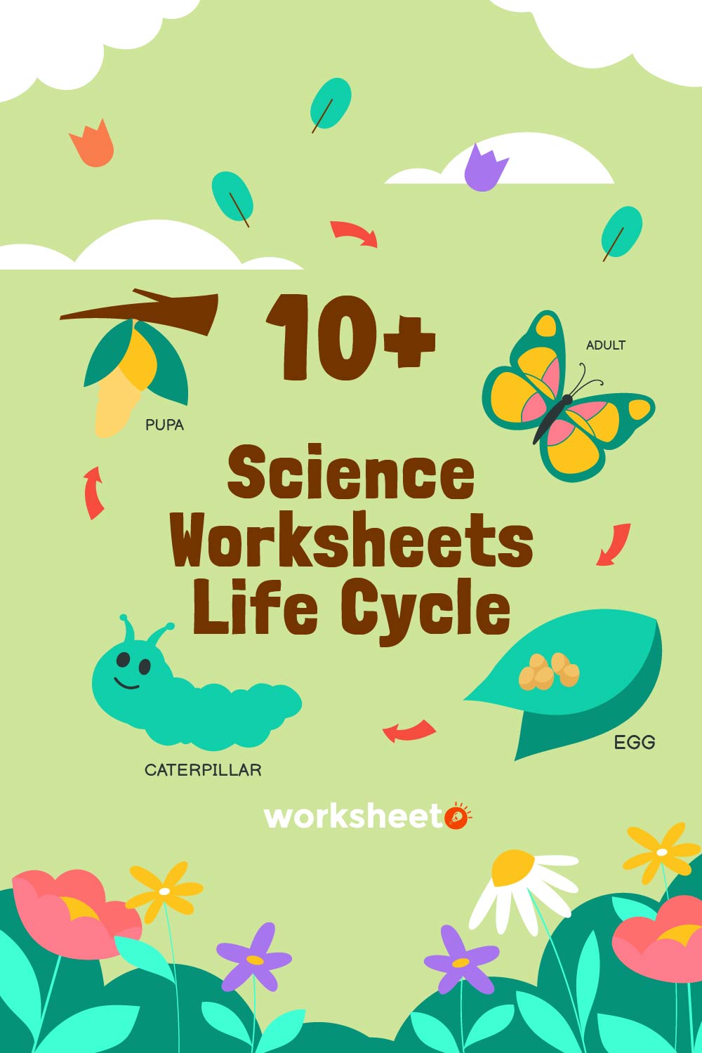 17 Images of Science Worksheets Life Cycle